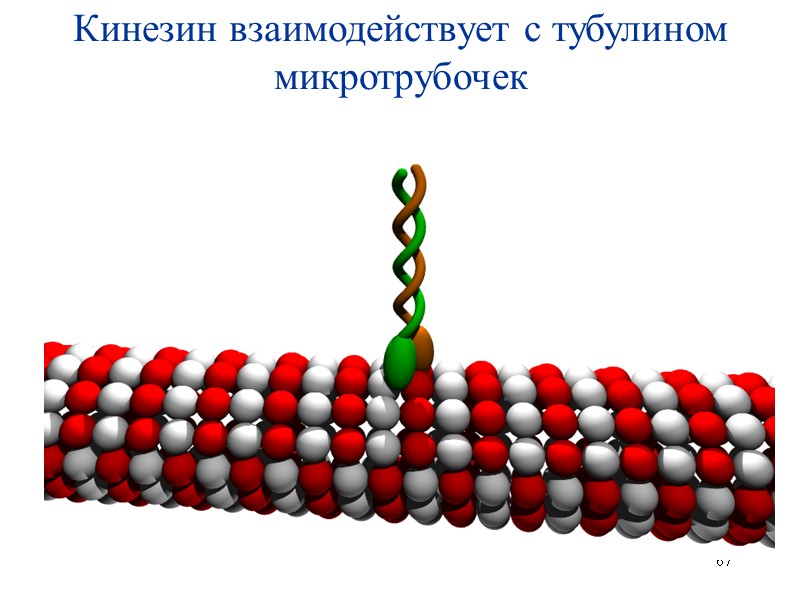 67 Кинезин взаимодействует с тубулином микротрубочек